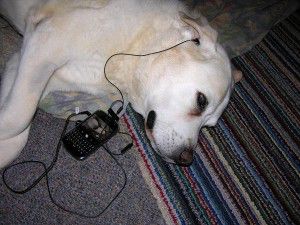 Charlie listening to music on Blackberry 9000 Bold